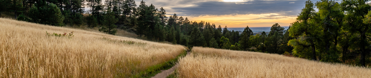 Natural field and trees on mountainside